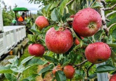 Apples